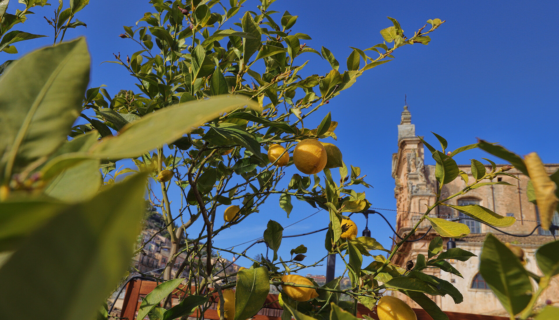 Profumo di limone sul terrazzo